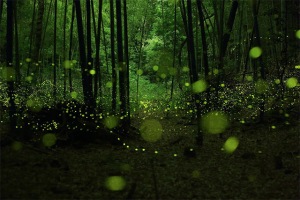 Fireflies at Hidden Forest Studio