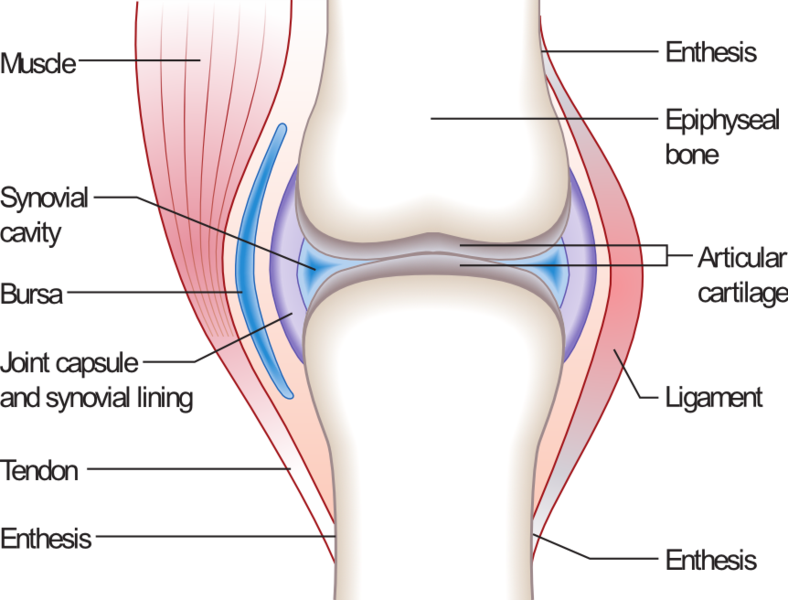 synovial fluid in knee
